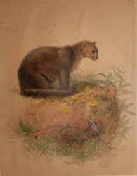 ヤグアルンディ（Felis yaguarundi）